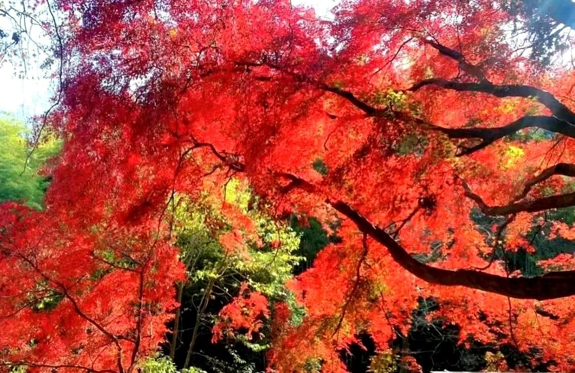 今天是父亲节。

我爸重男轻女，最爱他的儿子，其次是孙子。

他知道我待他好，但