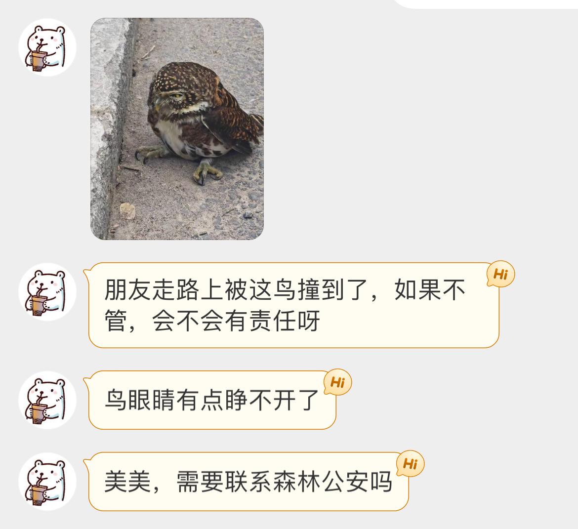 #鸟粉投稿# ？？？走路被猫头鹰撞到🙊是一只【领鸺鹠】 （生僻字念半边让它在安