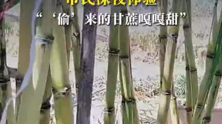 近日，浙江绍兴icon一块“可偷甘蔗地”成了网红打卡点。这块地的甘蔗icon已经