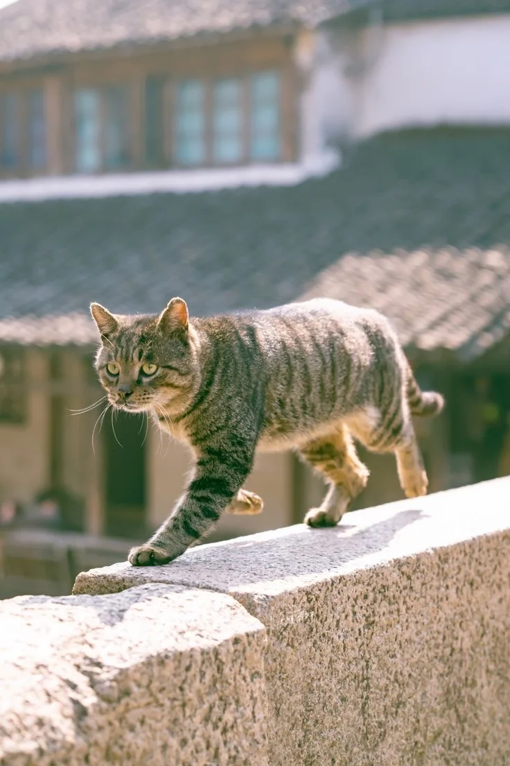 阳光下的猫咪🐱