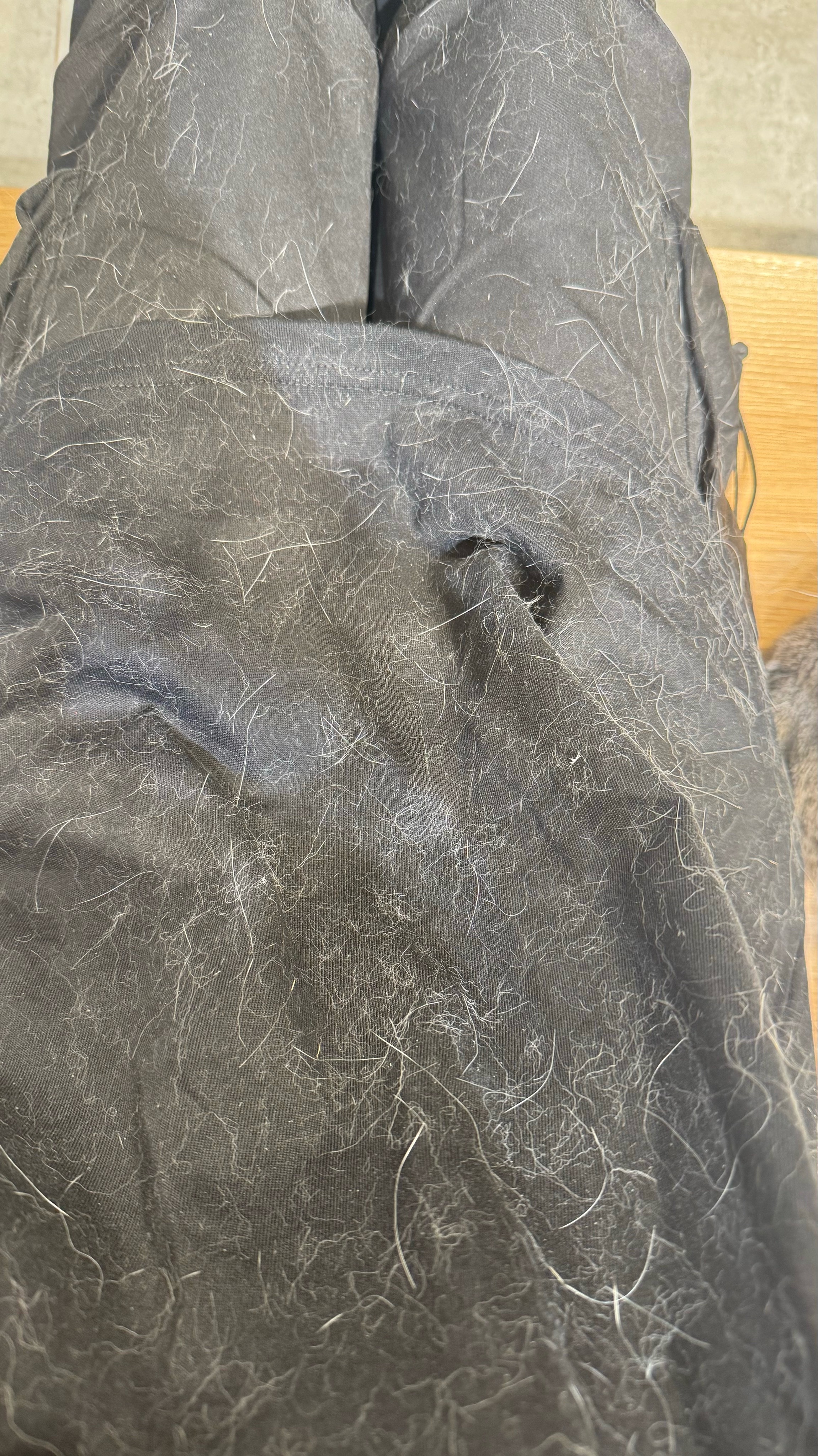 去猫咖不要穿黑色衣服