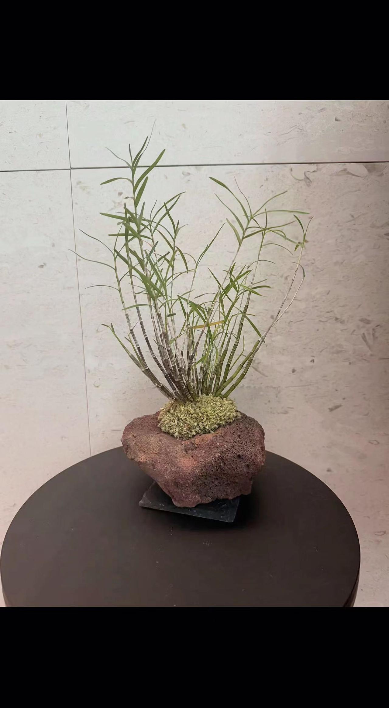 🌿石缝里长出春天？细叶像毛笔尖，蘸着晨光写禅意✨。孤独是石头的底色，绿意偏要破