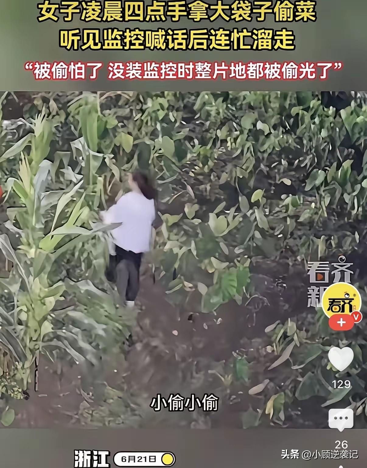 浙江清晨四点多，一名女子大摇大摆地走进别人家的私家菜地，准备去偷菜，没想到刚进菜