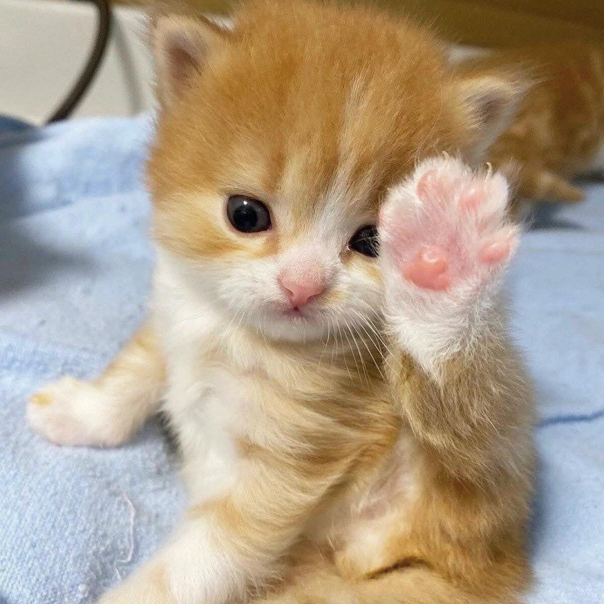 小橘🐈 