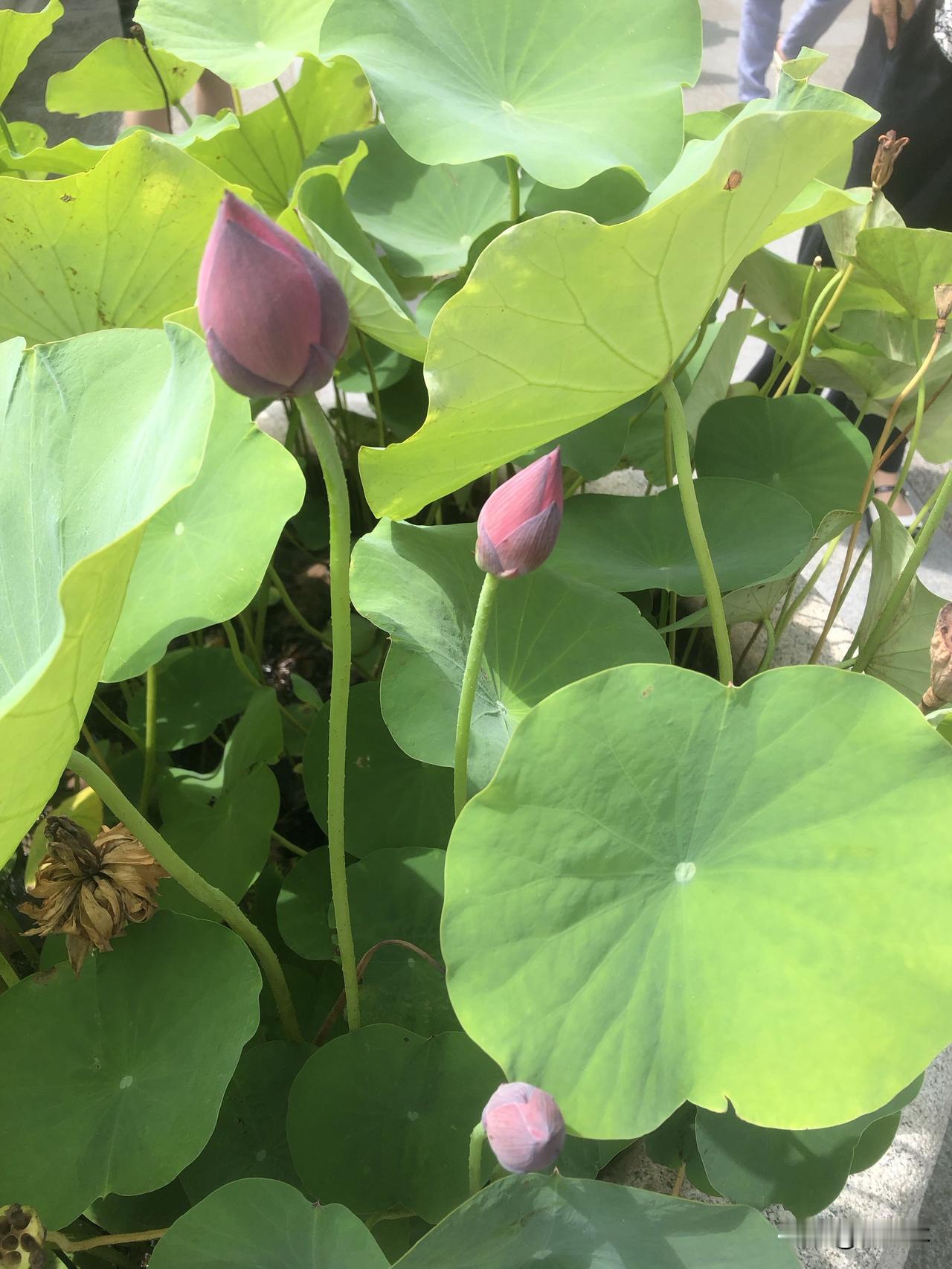 盛夏一到，满盆荷叶青翠舒展，一个个荷花花苞亭亭而立，粉嫩饱满。有的半开含笑，有的