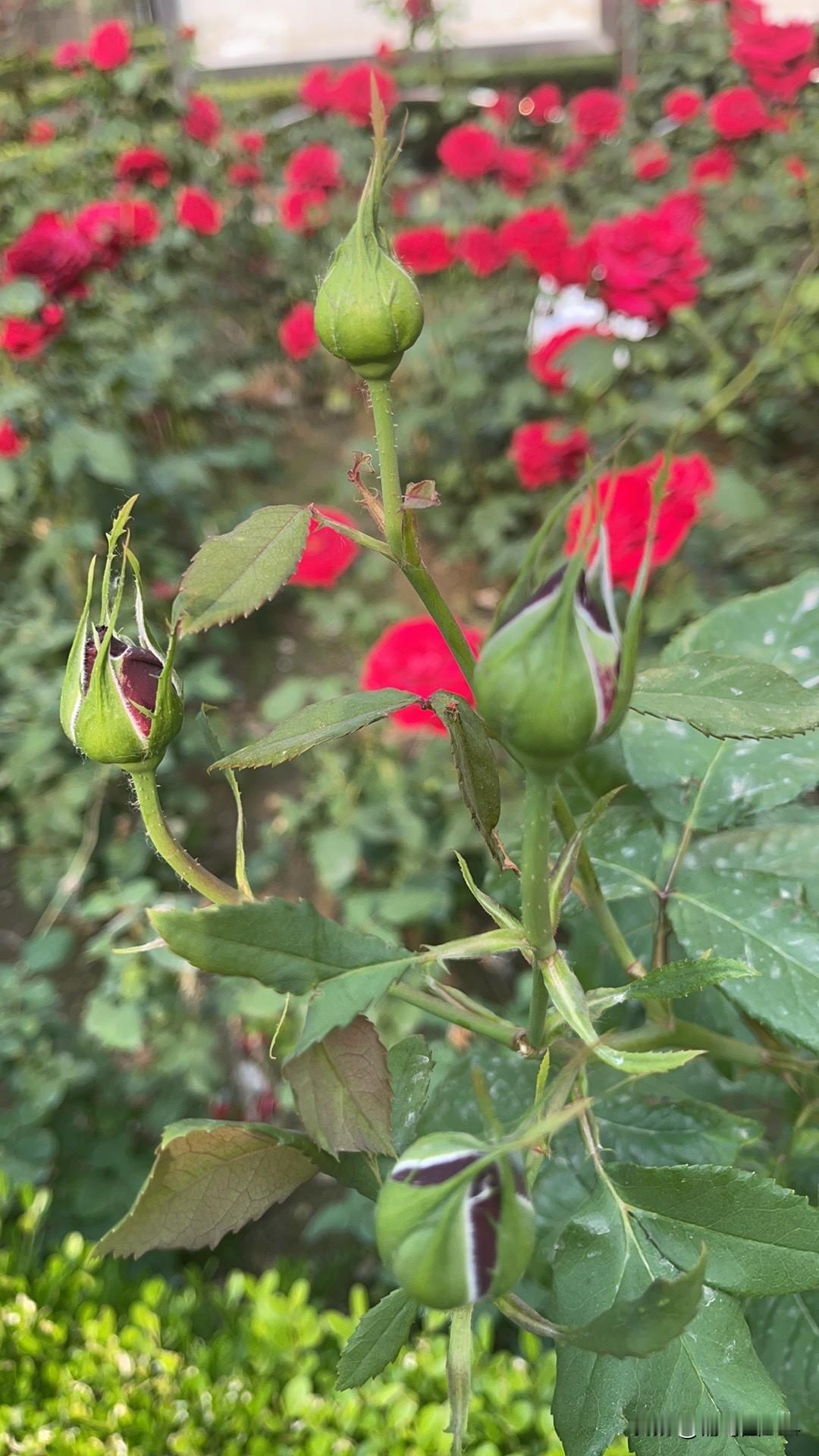 中国最先进的防空导弹都有哪些是骡子是马，牵出来溜溜吧