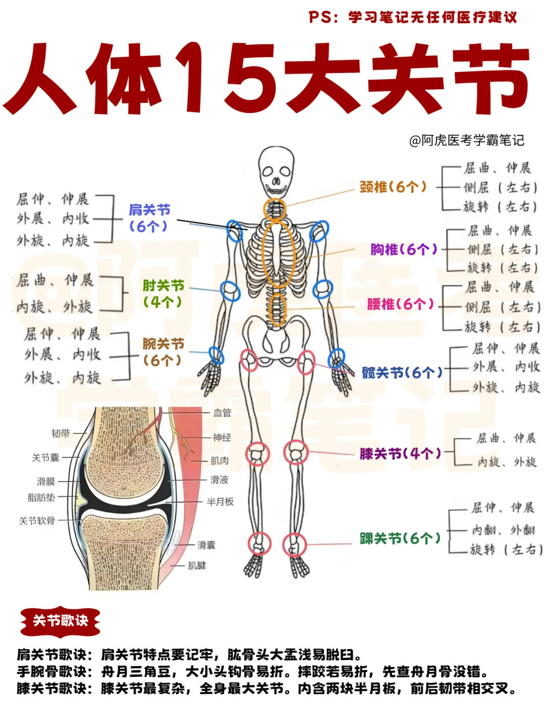 医学生笔记📒：人体的15大关节👆