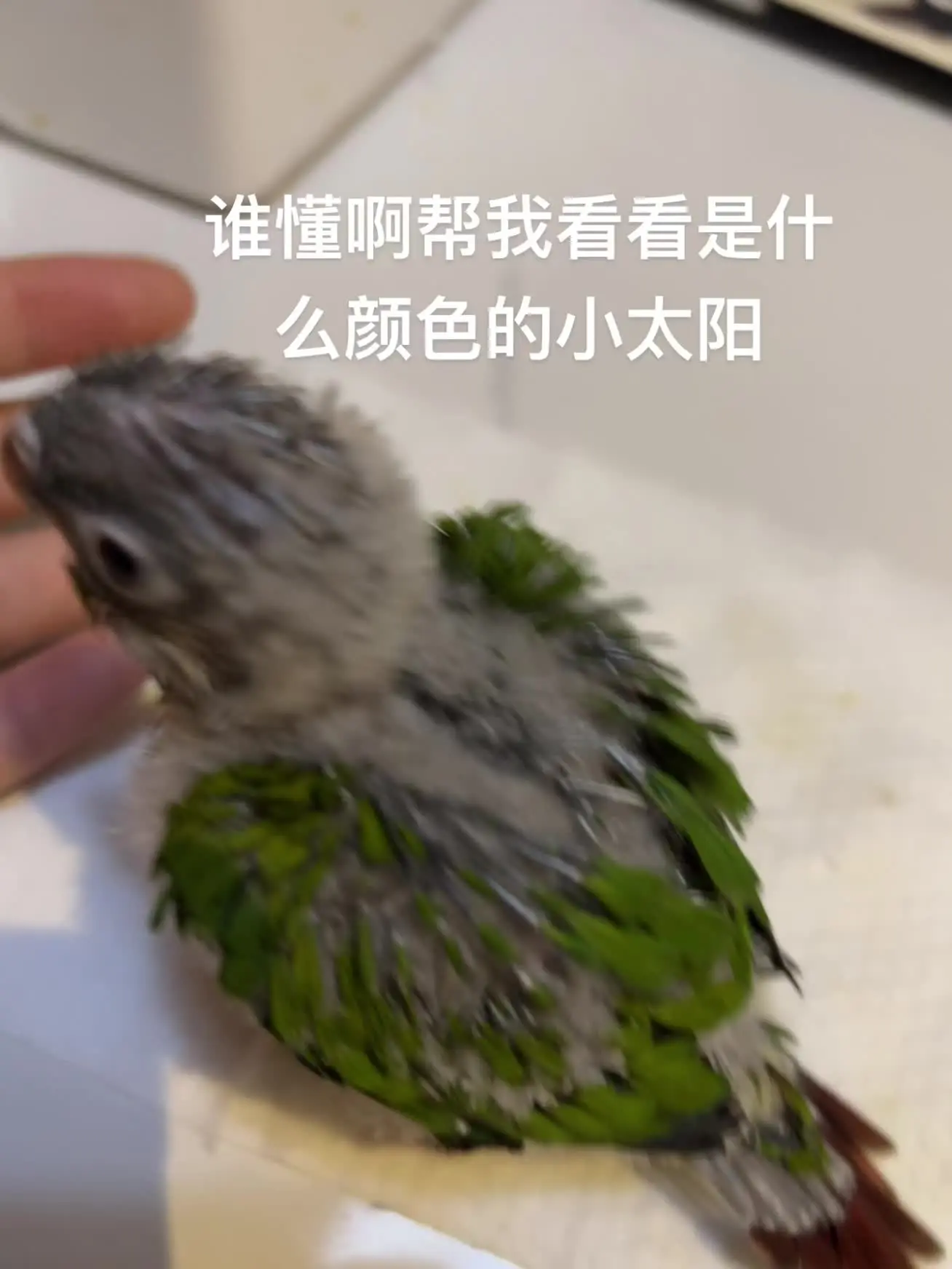 有没有懂的帮我看看是什么颜色 合法饲养