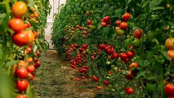 鸡蛋都配不上西红柿了！谁能想到，曾经一两块钱一斤的西红柿，如今身价暴涨近10倍！