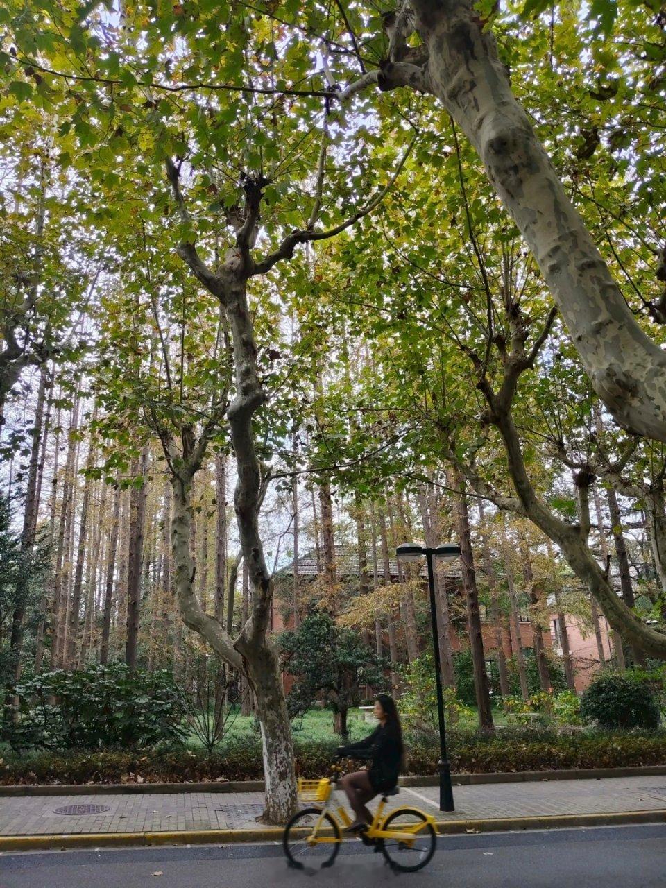 又回到母校华师，走在校园街道上，三十年前校园里满是青春的熟面容，如今都是陌生人，