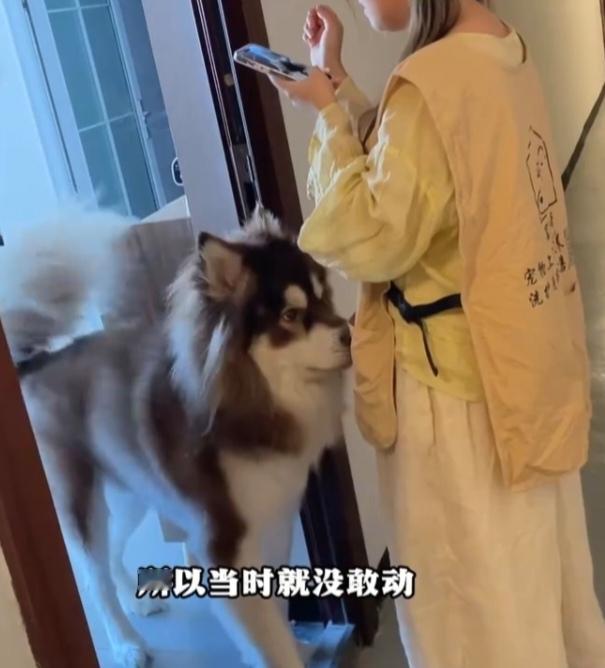 贵州一女子在进行上门代喂宠物服务时，被100斤的阿拉斯加犬咬伤，狗主人拒绝负责，