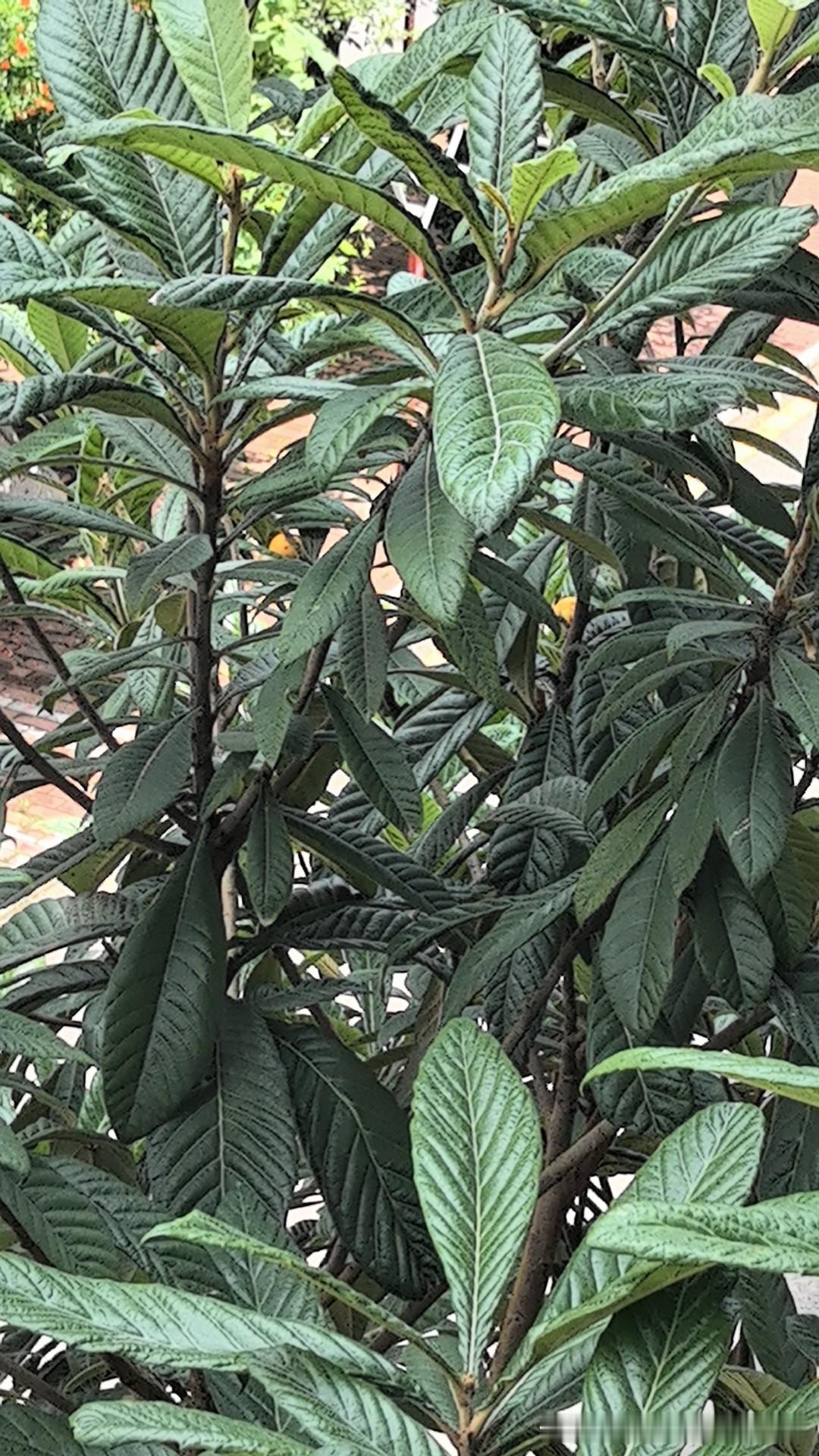 岁月不语，唯石能言。
时光的河，流淌着成长的歌。