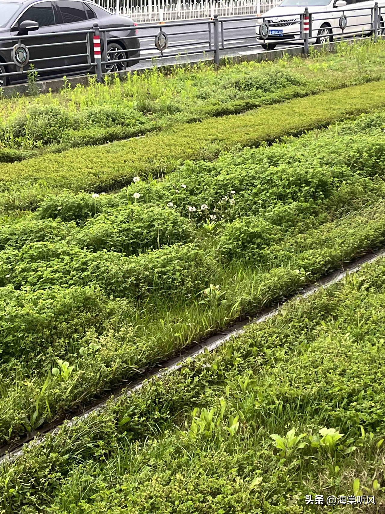 等车偶遇小惊喜

今天在站台等有轨电车，本来还在着急赶时间，结果一低头就被路边的