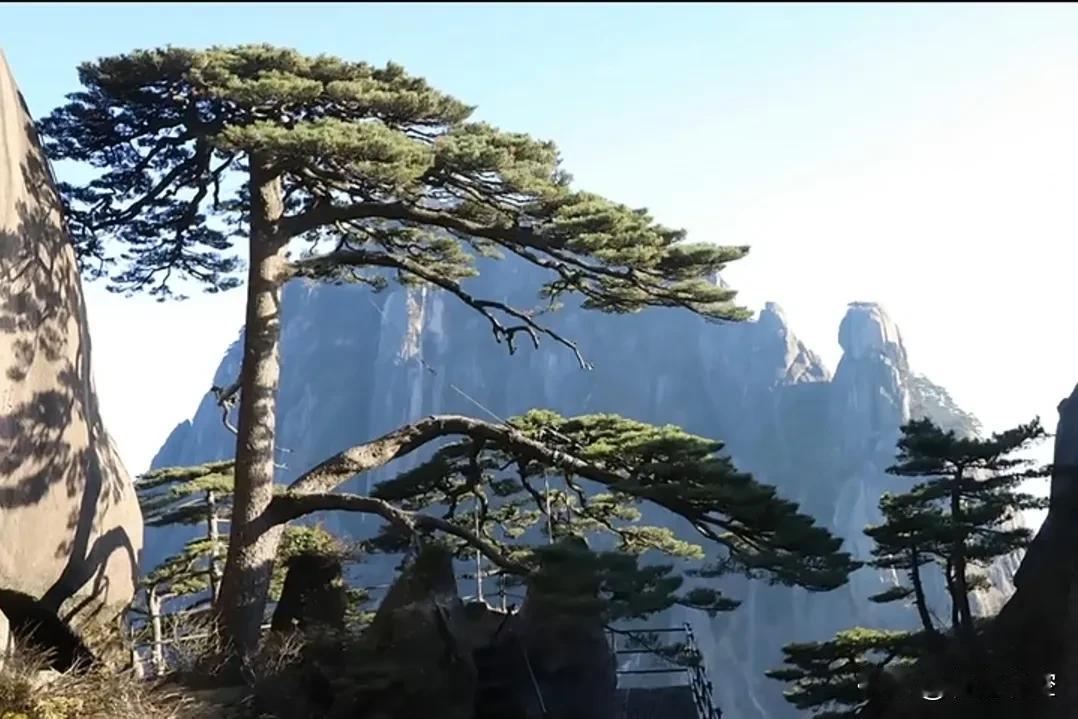 晒图笔记大赛黄山松