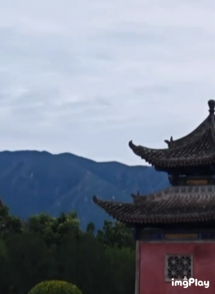 苍鹭：艺术已成！ ​​​