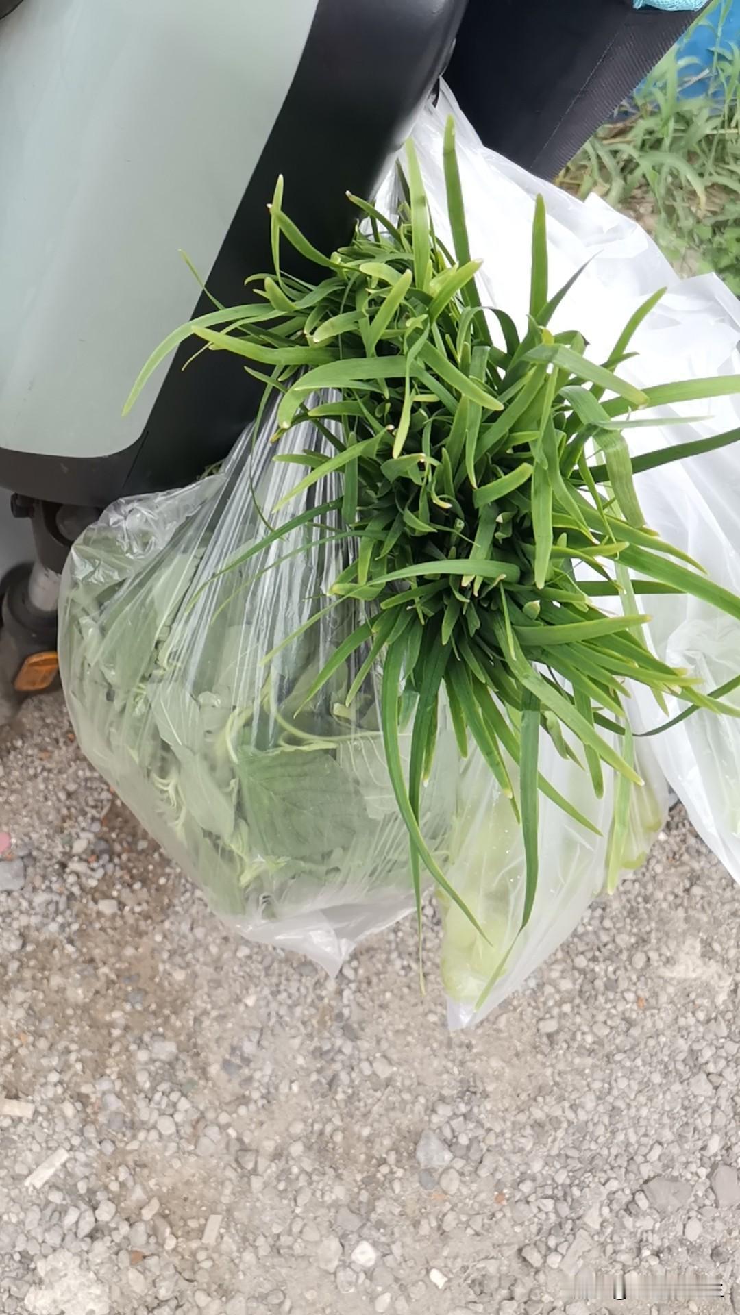夏天的韭菜不能吃？都说天热烂韭菜，不能吃，谁知道为什么呢？
     雨水多，容