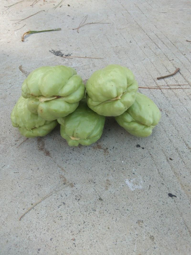 佛手瓜室内催芽是种植成功的关键，尤其在北方地区。首先挑选表皮光滑、无损伤、重约2