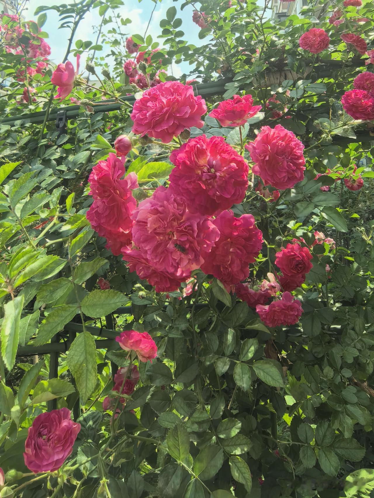 小区私家花园