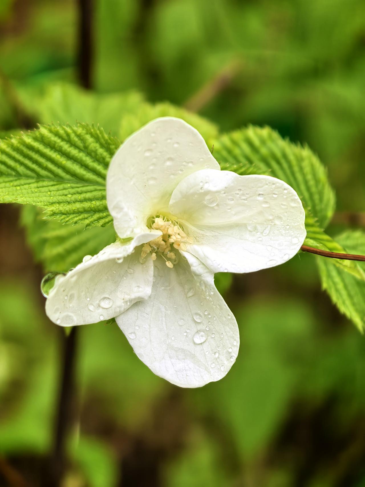 雨后的花世界