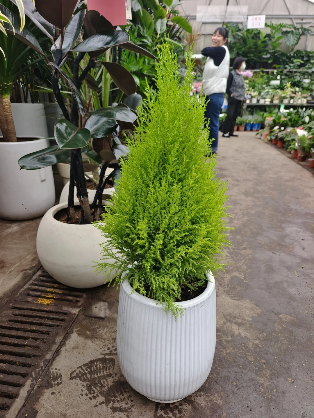 冬日绿植不打烊🌿柠檬香松🌿乌鲁木齐
