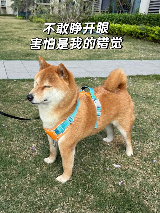 惊呆了！原来狗狗去泪痕的关键是这个！