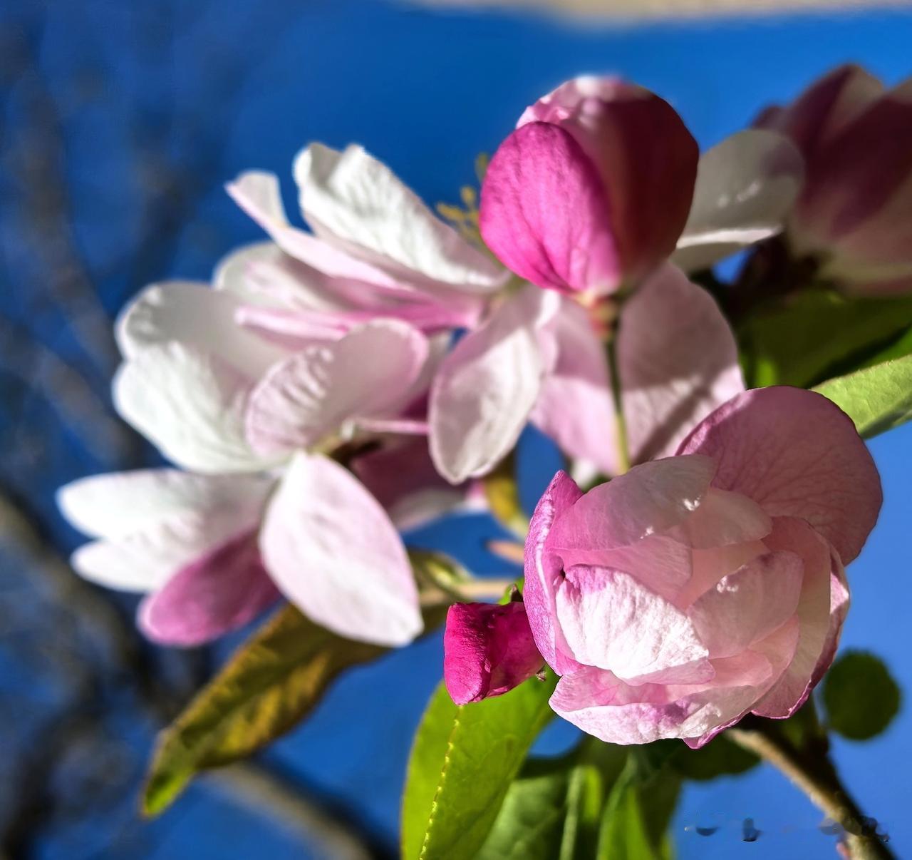 春日生活打卡季春风拂过枝头，花开不必争先。慢下来感受日常的温柔，心有暖意，四季皆