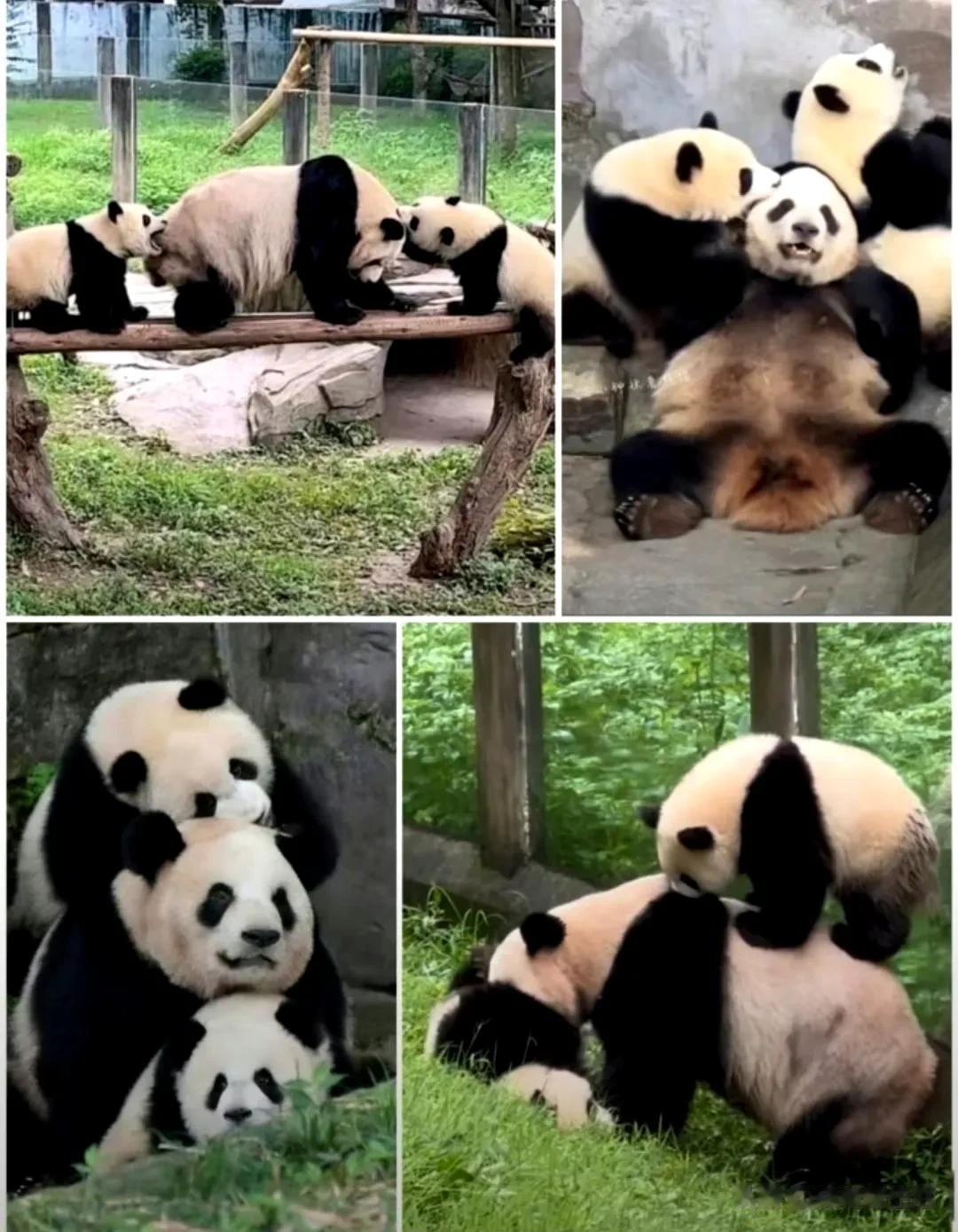 痛并快乐着的二顺。一个崽就能折腾，她二顺翻倍。

不知道有没有生无可恋的时候。
