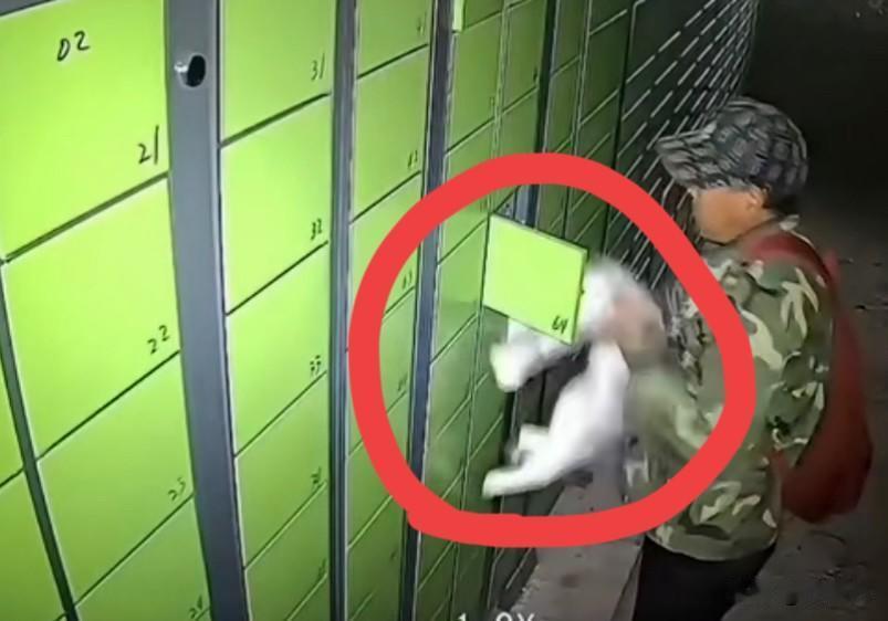 凌晨3点上海一男子将活猫硬塞快递柜，钢铁柜成“窒息坟墓”全网怒了‼️
10月1日