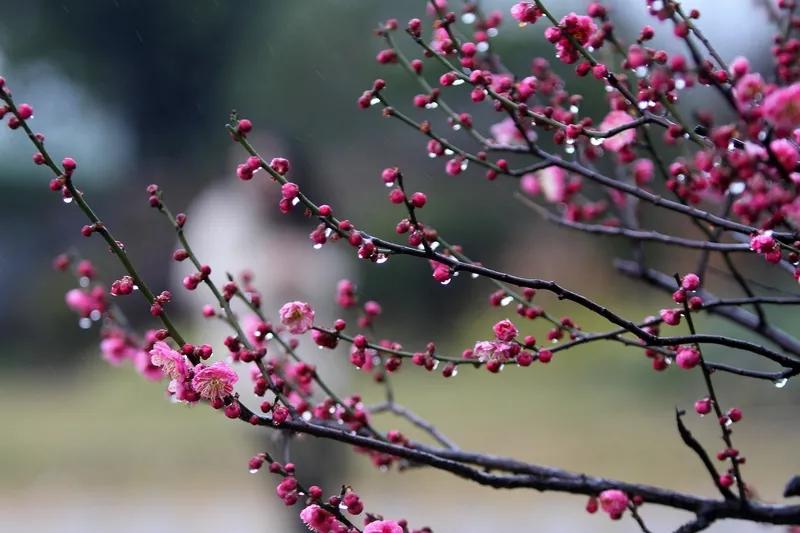 君映梅花蕊香融
文/冰笑
冬夜寒灯冷意浓，
长夜寂静思君踪。
风声冽冽拍窗响，