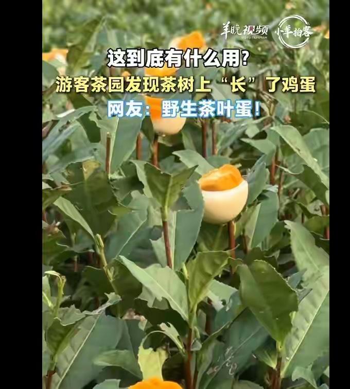 茶园枝头插满剥开的鸡蛋，全网猜了两天“虫害监测”和“祭茶祈福”，但报道里有一句话