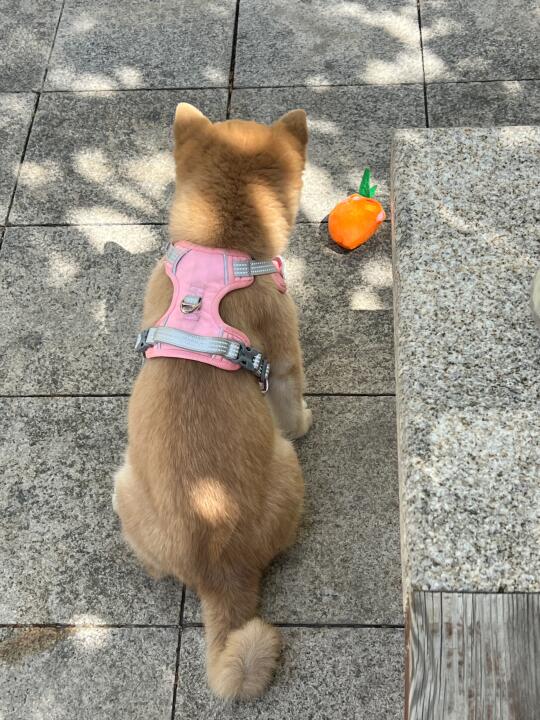 春日限定柴柴：晒晒太阳🌞