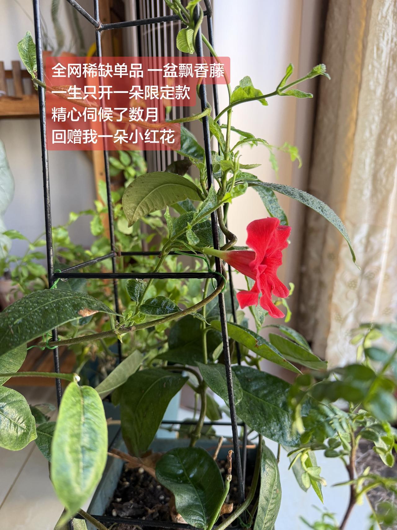 精心养护大半年，飘香藤只开一朵红花，这花含金量直接天花板级别，有没有同款“惜花如