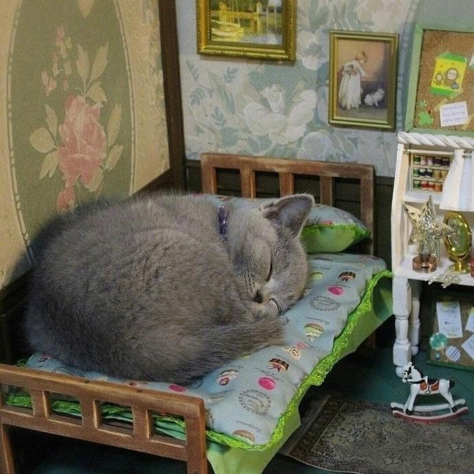 被宠爱的幸福喵星人，假期不睡懒觉怎么行