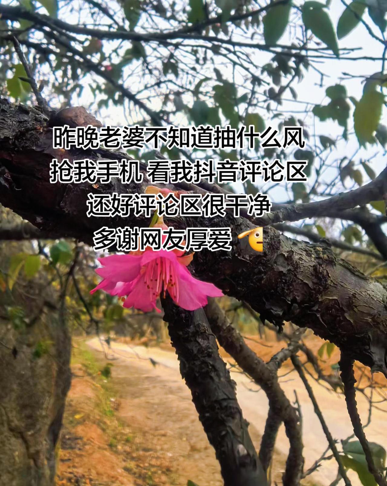 昨晚老婆不知道抽什么风
抢我手机 看我抖音评论区
还好评论区很干净
多谢网友厚爱