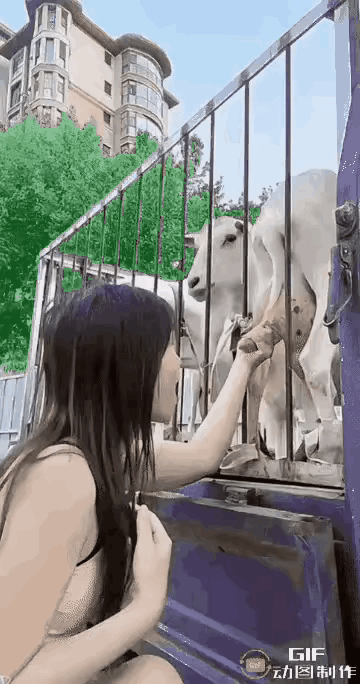 现挤的羊奶味道好极了👏羊奶做法 香薰羊奶 羊奶时间 鲜羊奶牛奶 乡村挤羊奶 农