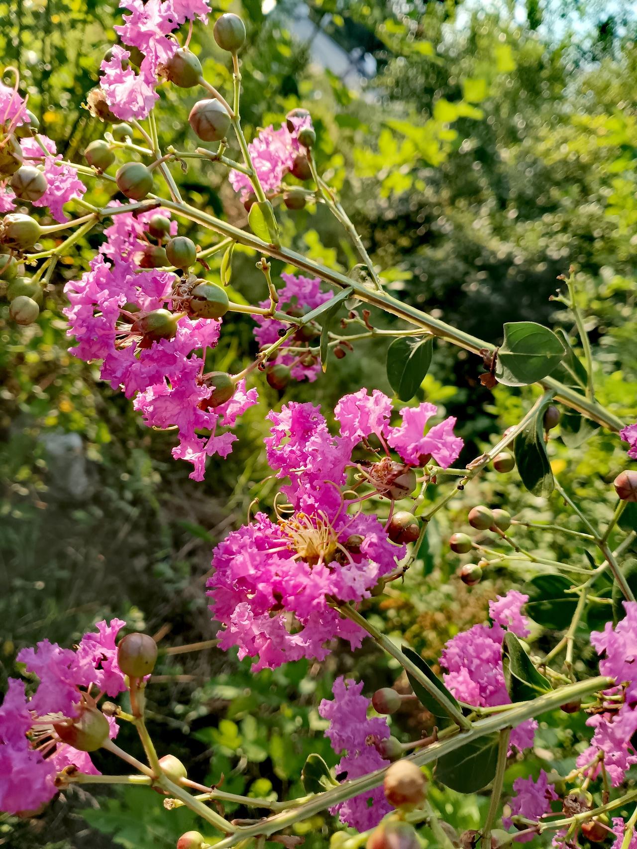 紫薇花枝斜伸，玫红花簇层层叠叠，青果点缀其间，在绿意晨光里尽显烂漫温柔。