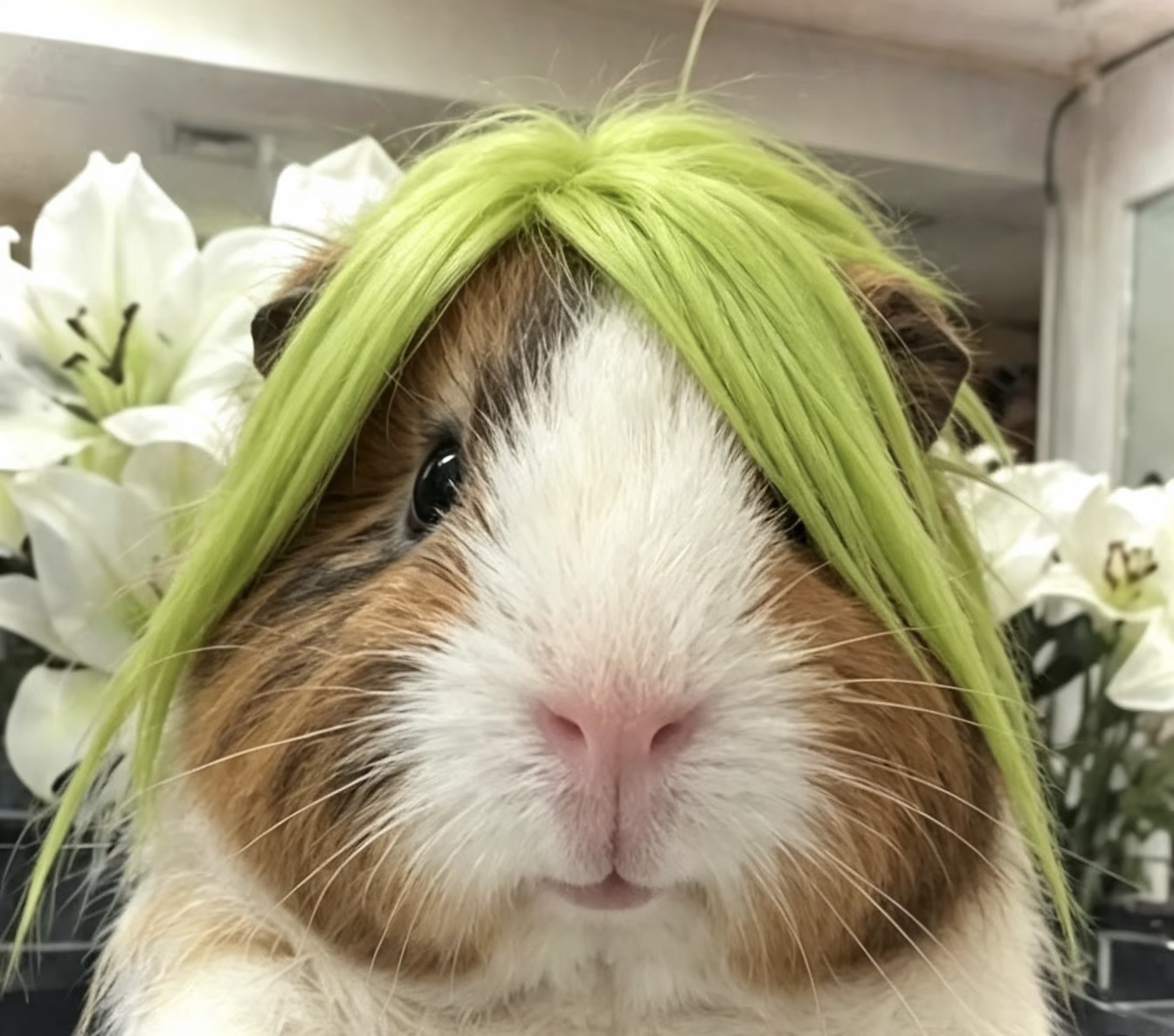 走走木矮心 