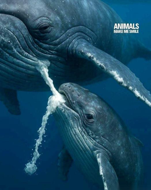 你知道鲸鱼宝宝怎么喝奶吗？鲸鱼妈妈，是直接把奶挤在海水里的。你是不是觉得，那不就