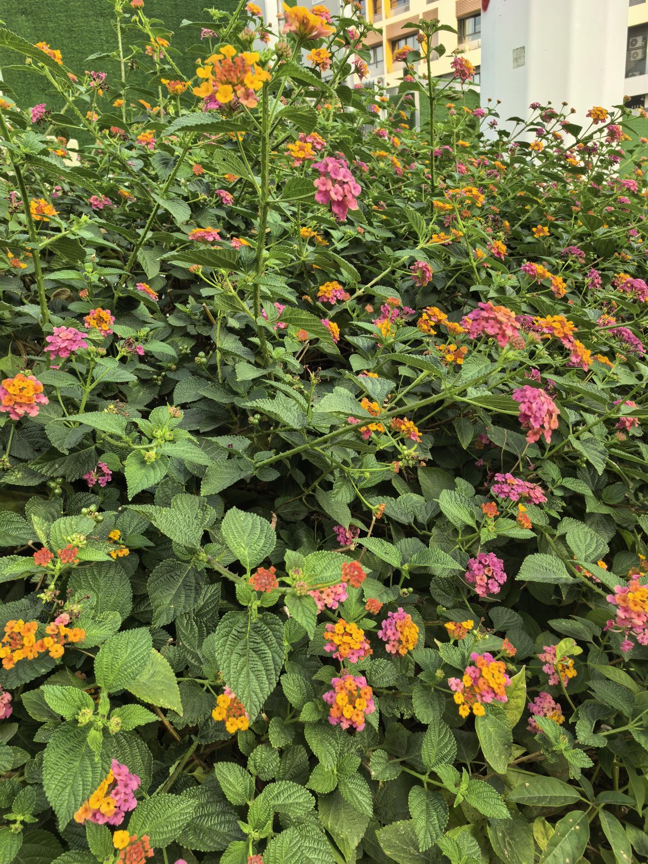 分享一张开花的照片深圳路边看到盛开的七彩花，很美丽。