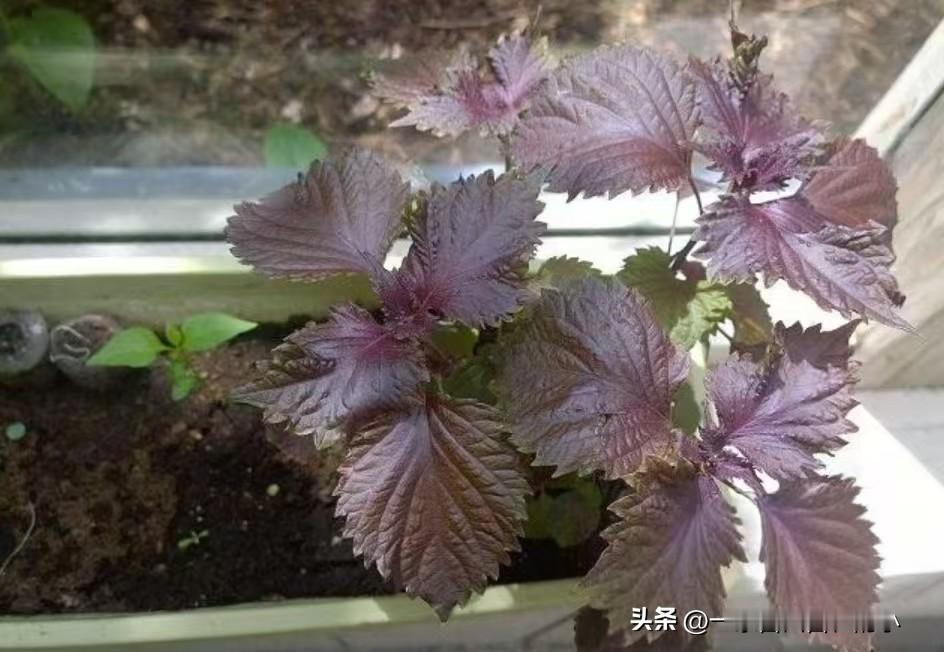很多人偏爱紫苏，不只是因为它独特浓郁的香气，更是因为它百搭又实用。自带特殊清香，