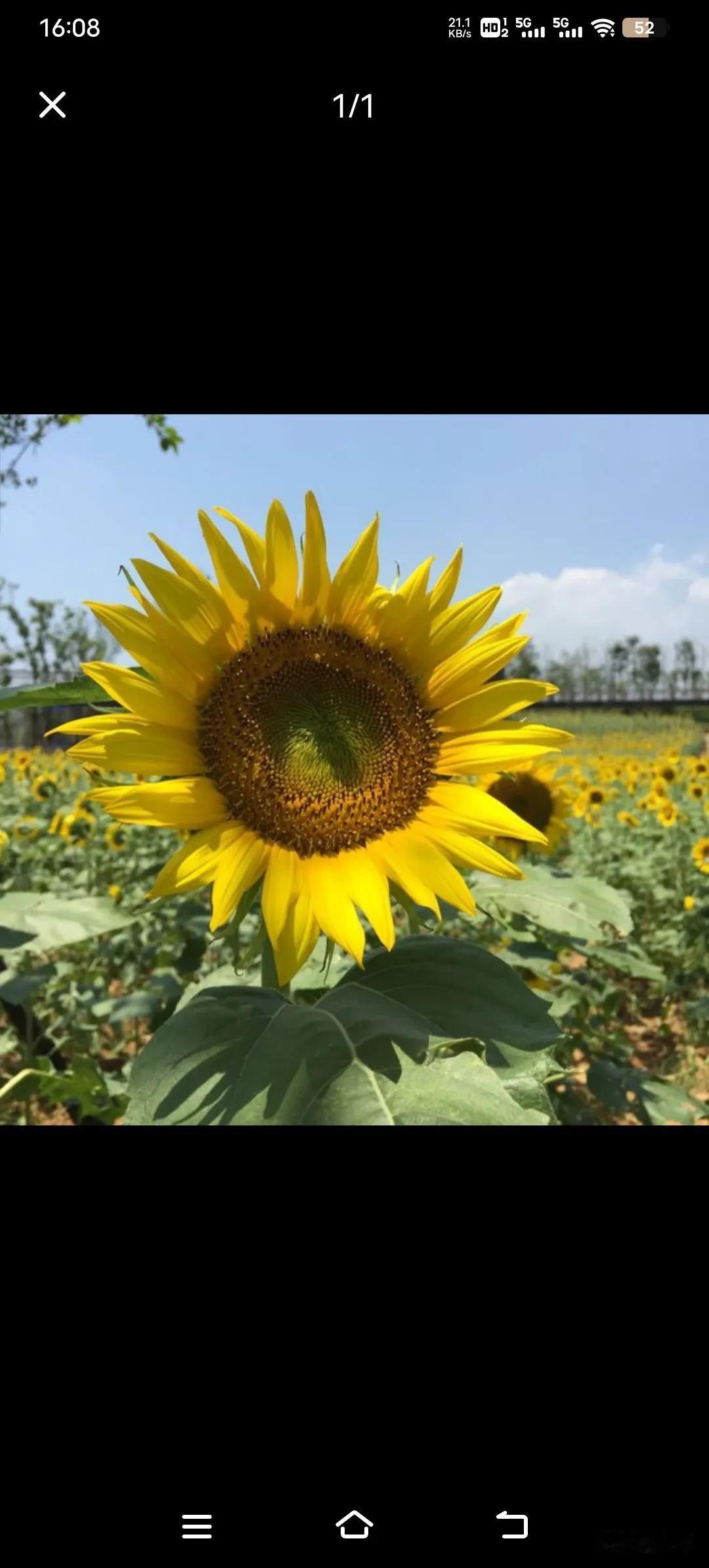 晒图笔记大赛向日葵