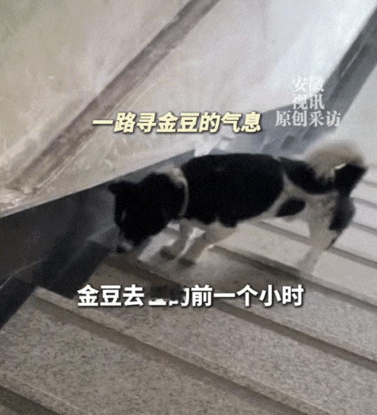 泪目了，四川，一女子的狗狗去世后，它的好伙伴点点狗一直都想找它玩，于是女子便将狗