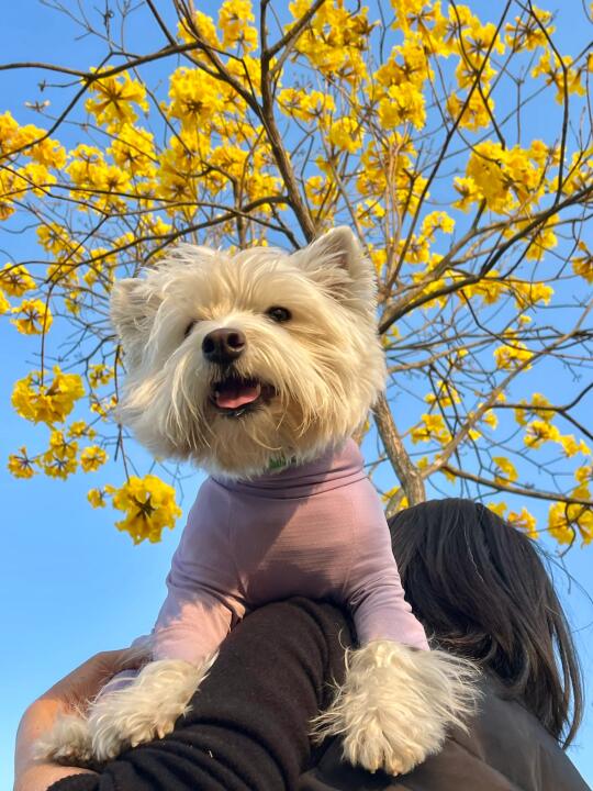 是小猎犬但有恐高症
