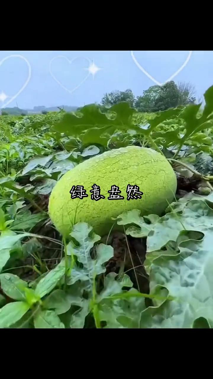 绿意盘然。