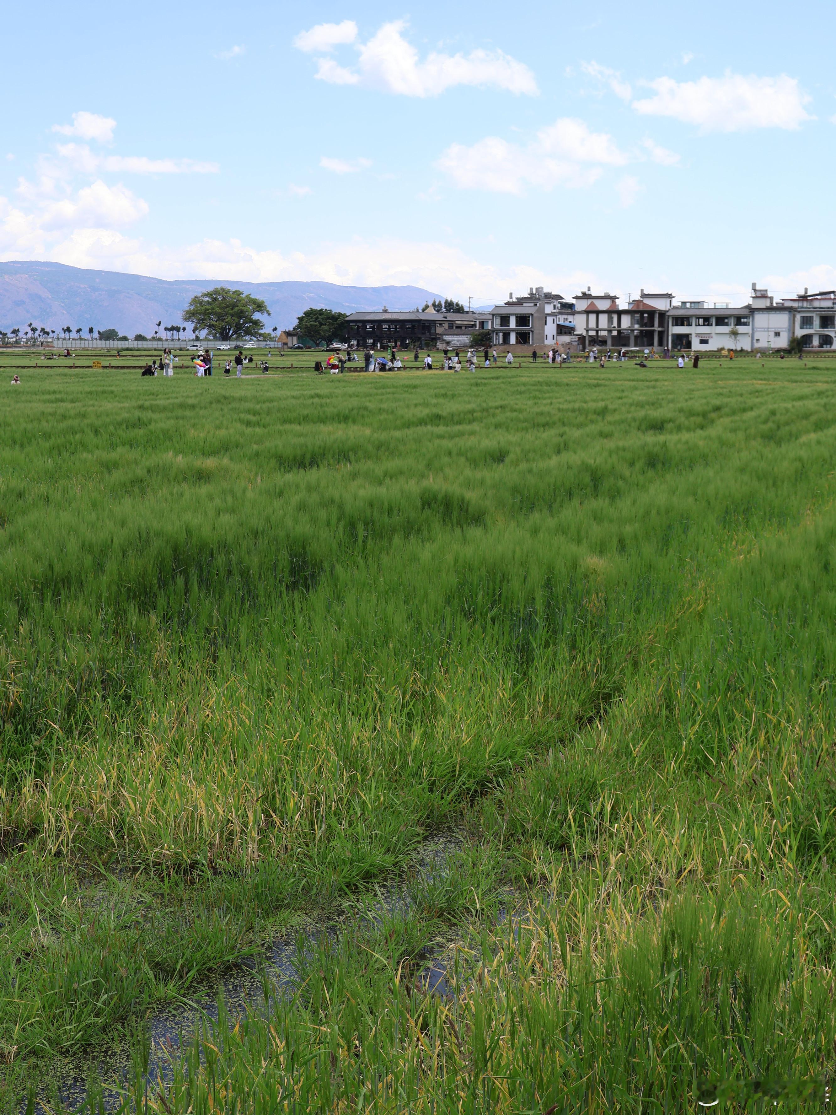 椿山里｜把喜洲稻田装进窗户的治愈餐厅🌾来喜洲必打卡的椿山里稻田餐厅，藏在白族老