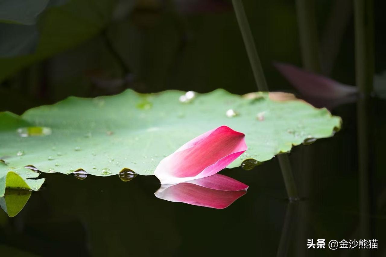 在成都文化公园拍的荷花。
拍摄文字 白长林
组稿编辑 帅黎明
记录我的2026