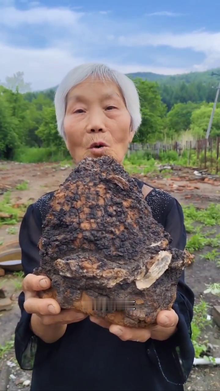 我家是小兴安岭的主麦原始大森林，这是邻居家采的纯野生的桦树茸，也叫桦树林，也叫桦