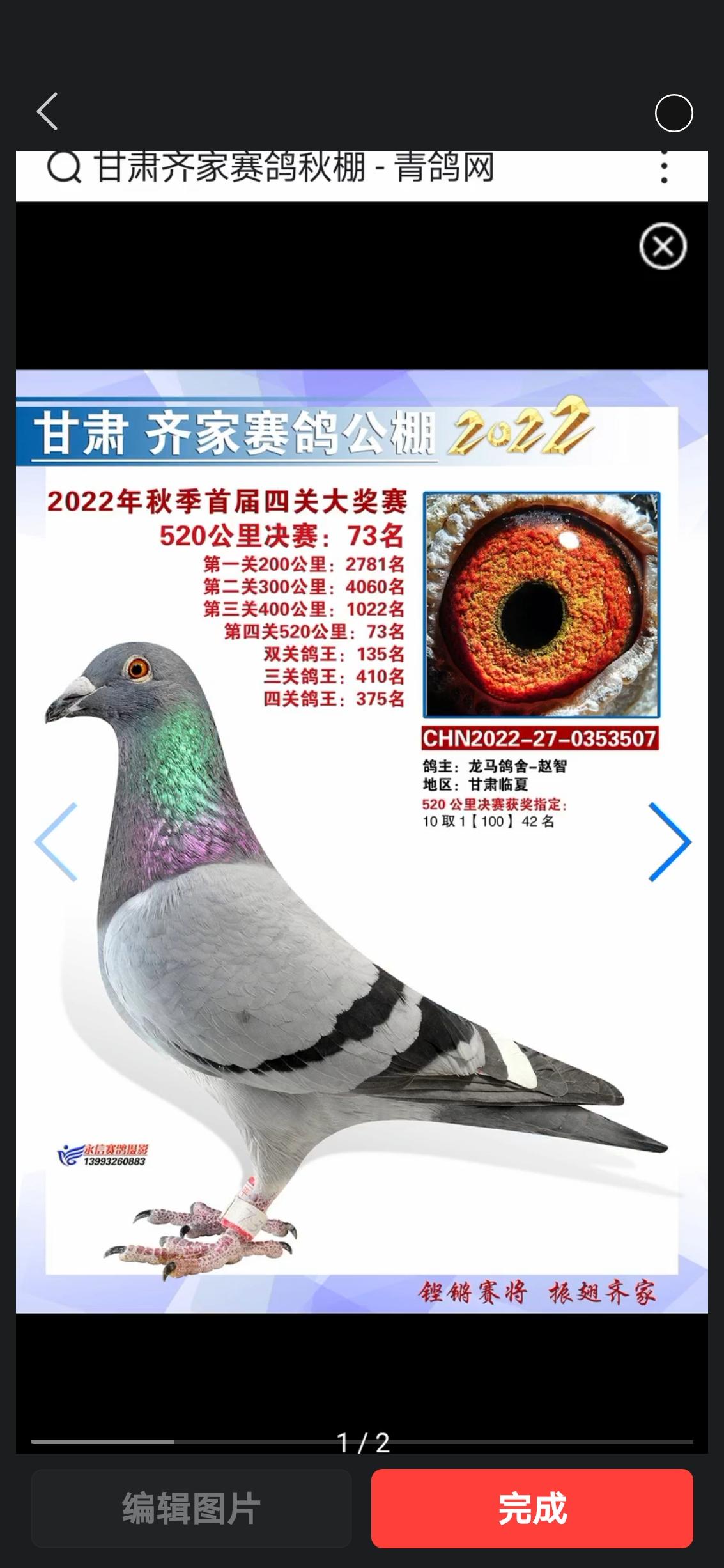 赛鸽跳站训放的条件是什么？
玩赛鸽这么多年，见过太多鸽友砸几十万买铭血，结果训出