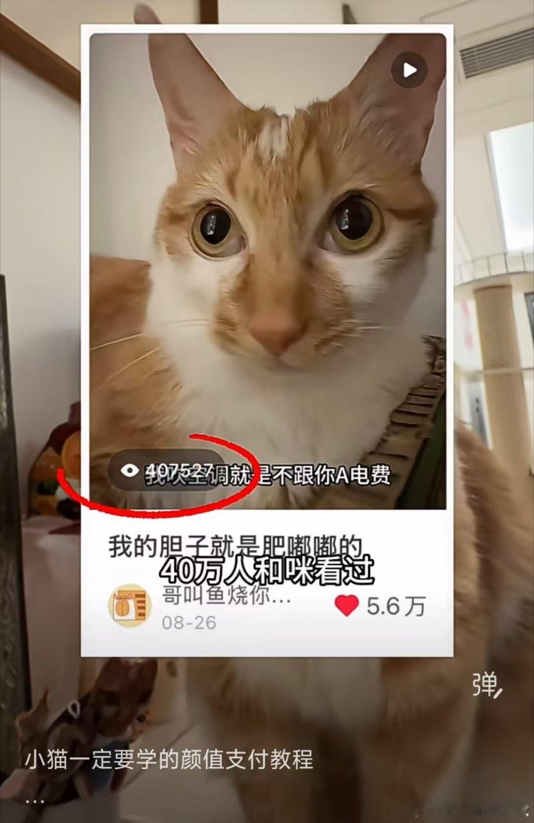 支付宝辟谣狗腿付科技本就是服务大众，虽然狗腿付是梗，说不定未来AI能实现新奇的付