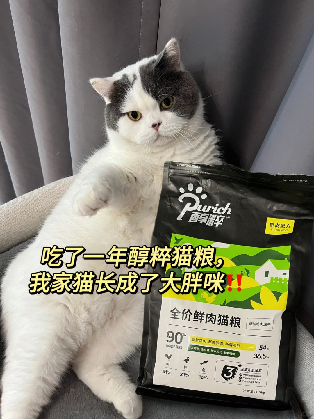 吃了一年醇粹猫粮，我家猫变成了大胖咪😁